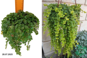 вербейник монетчатый