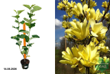 Магнолия бруклинская Еллоу Берд (Magnolia brooklynensis Yellow Bird) С3 вл