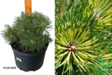 Сосна крючковатая Биллабонг (Pinus uncinata Billabong) С7,5