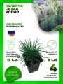 Келерия сизая Колио