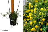 Клематис тангутский Лэмбтон Парк (Clematis Lambton Park) С3 лс