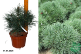 Сосна обыкновенная Чантри Блу (Pinus sylvestris Chantry Blue) С4