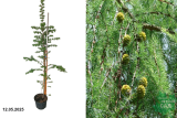Лиственница японская (Larix kaempferi) С5