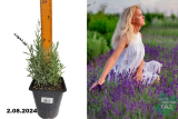 Лаванда узколистная Манстед (Lavandula angustifolia Munstead) С2