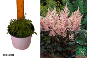 астильба японская пич блоссум