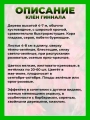 Клен Гиннала