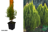 Плосковеточник восточная Мадуродам (Platycladus orientalis Madurodam) Р9