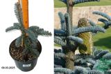 Пихта благородная Глаука (Abies procera Glauca) С2,5