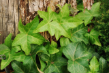 Хедера (Плющ) (Hedera helix) С5