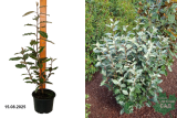Лох Эббинге Супер Компакта (Elaeagnus ebbingei Super Compacta) С2