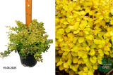 Барбарис Тунберга Эвита (Berberis thunbergii Evita) С3