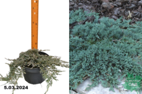 Можжевельник горизонтальный Айси Блю (Juniperus horisontalis Icee Blue) С5