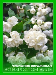 Чубушник виргинский Вирджинал