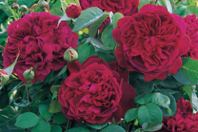 уильям шекспир2000