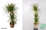 Драцена Санрайз  (Dracaena Sunray) Р17