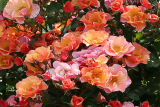 Роза флорибунда Джаз (Rosa Floribunda Jazzz) С6