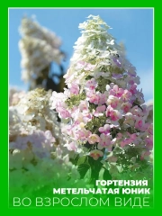 Гортензия метельчатая Юник