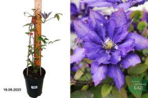 даниэль деронда