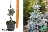 Ель колючая Блю Маунтин (Picea pungens Blue Mountain) С5