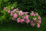 full_hevenli