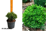 Криптомерия японская Грин Перл (Cryptomeria japonica Green Pearl) С2,5