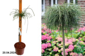 Туя складчатая Випкорд