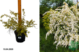 Спирея вангутта Голд Фонтан (Spiraea vanhouttei Gold Fountain) С3 х