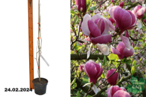 Магнолия Суланжа Леннеи (Magnolia Soulangeana Lennei)