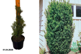 Тисс средний Хикси (Taxus x media Hicksii) С2 Д