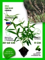 Ива Удинская Секка