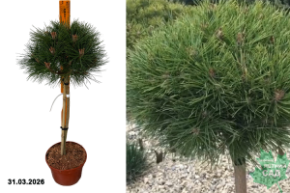 сосна черная брепо штамб