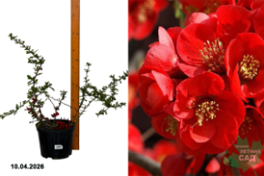 айва японская кримсон энд голд