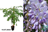 Глициния китайская Каролайн (Wisteria sinensis Caroline) С3