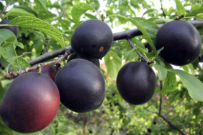 Абрикос Черный Принц