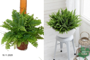 грин момент