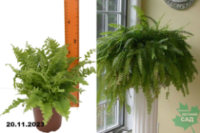 Папоротник нефролепис Грин Момент Р10