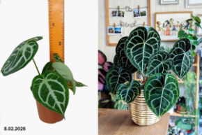 антуриум хрустальный