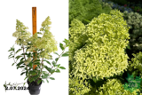 Гортензия метельчатая Мэджикал Лайм Спаркл (Hydrangea paniculata Magical Lime Sparkle) С3 Аг