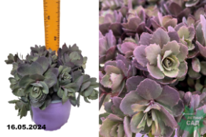 Очиток (седум) Санспаклер Дазлберри (Sedum Sunsparkler Dazzlebery) С2