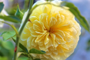 Роза английская Зе Пилигрим ОКС