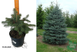 Ель колючая Глаука (Picea pungens Glauca) С3 х
