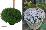 Хризантема мультифлора МИКС (3в1) (Chrysanthemum  multiflora MIX ) С10