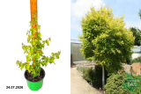 Береза повислая Голден Триумф (Betula pendula Golden Triumph) С3