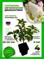 Гортензия метельчатая Диамантино
