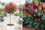 Фотиния Фразера Литтл Ред Робин (штамб 90) (Photinia fraseri Little Red Robin) С10