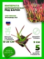 Императа цилиндрическая Ред Барон