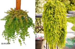 вербейник голди