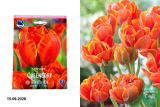 Тюльпан Куинсдей (Tulipa double Queensday) 10 шт/уп