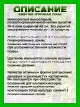 Живучка ползучая Фезеред Френдс Тропикал Тукан