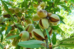 Миндаль десерт